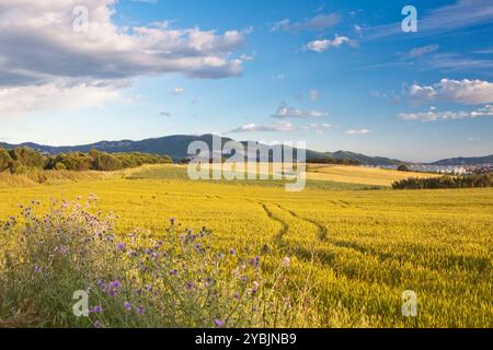 Parco naturale ELS Gallecs, Mollet del Valles, Barcellona, Spagna Foto Stock