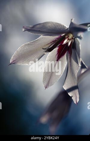 Fiore di gladiolo singolo in fiore Foto Stock