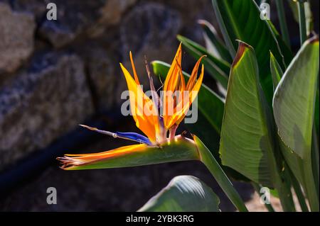 Uno splendido uccello di fiori paradisiaci dispiega i suoi vivaci petali arancioni e blu, mostrando l'arte della natura vicino a un muro di pietra intemprato sotto lo sci cristallino Foto Stock