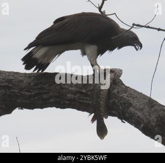 Aves (Icthyophaga ichthyaetus) Foto Stock