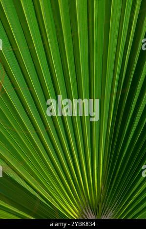 Foglie di palma verdi e vibranti si estendono verso l'esterno, illuminate dalla luce del sole, creando un motivo intricato che mette in mostra la bellezza della natura in un lussureggiante e tropicale Foto Stock