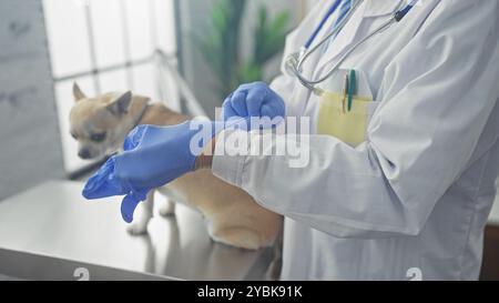 Un veterinario in un camice bianco da laboratorio esamina un chihuahua abbronzato in un ambiente clinico, indossando guanti blu e uno stetoscopio. Foto Stock