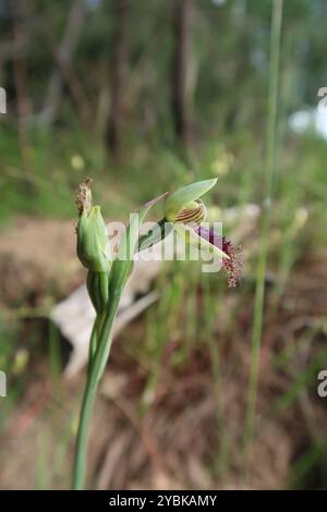 Orchidea della barba viola (Calochilus robertsonii) Plantae Foto Stock