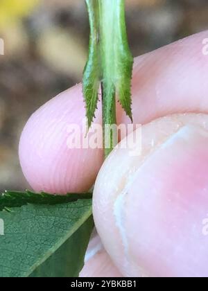 Rosa-cane glandolare (Rosa Square) Plantae Foto Stock