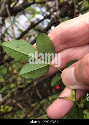 Rosa-cane glandolare (Rosa Square) Plantae Foto Stock