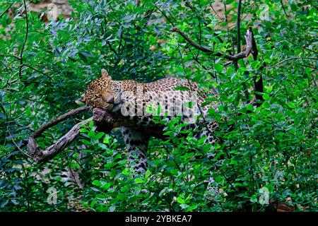 Francia, Maine-et-Loire (49), Doué-la-Fontaine, lo zoo biopark, pantera dello Sri Lanka (Panthera pardus kotiya) Foto Stock