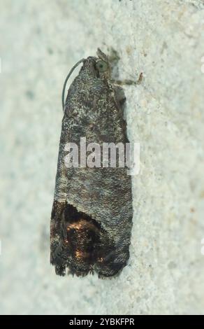 Codling Moth (Cydia pomonella) Insecta Foto Stock