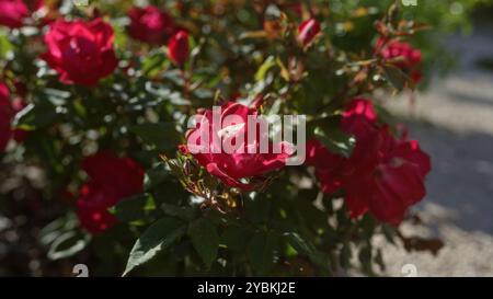 Rose rosse e scenografiche in piena fioritura in un giardino all'aperto soleggiato in puglia, italia. Foto Stock