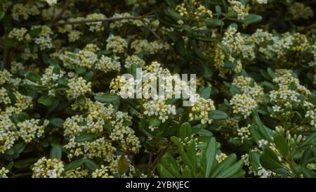 Un lussureggiante pittosporum giapponese in fiore che si trova all'aperto in puglia, italia, che mostra ammassi di fiori bianchi e gialli in un vivace fogliame verde. Foto Stock