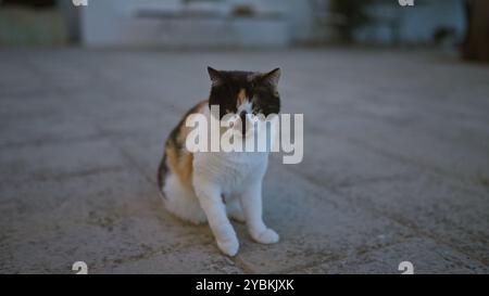 Un gatto calico siede da solo su un marciapiede in pietra all'aperto in un tranquillo cortile durante la luce della sera. Foto Stock