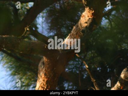 Nuthatch di Krüper (Sitta krueperi) Aves Foto Stock