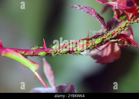 Grandi afidi rosa (Macrosiphum rosae), colonia, parassiti su una rosa (Rosa). Foto Stock