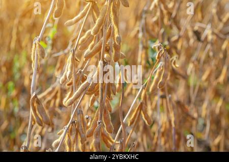 Soia dorata matura in piantagione, primo piano. Campo di soia con bagliore dorato. Foto macro, sfocatura Foto Stock