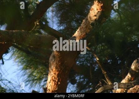 Nuthatch di Krüper (Sitta krueperi) Aves Foto Stock