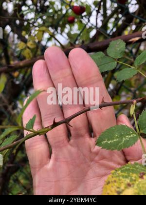 Rosa-cane glandolare (Rosa Square) Plantae Foto Stock