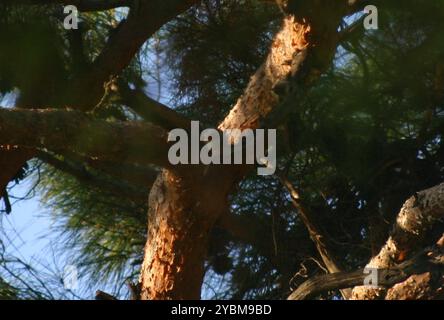 Nuthatch di Krüper (Sitta krueperi) Aves Foto Stock