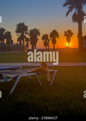 Un tramonto sereno visto da una poltrona con un gatto che si rilassa sull'erba vicino alle palme in un ambiente costiero Foto Stock