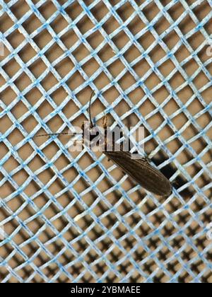 Webspinners (Embioptera) Insecta Foto Stock