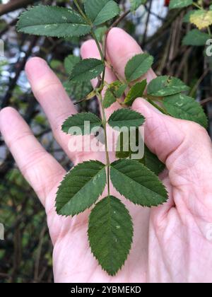 Rosa-cane glandolare (Rosa Square) Plantae Foto Stock