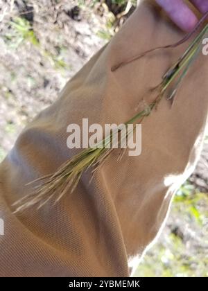 (Andropogon glomeratus) Plantae Foto Stock