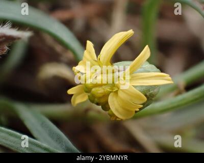 Pioli di ciabattino nativi (Glossocardia bidens) Plantae Foto Stock