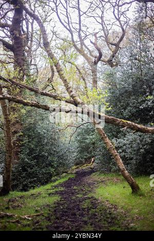 Un'idilliaca scena boschiva durante la primavera in Gran Bretagna. Gli alberi si appoggiano sul sentiero Foto Stock