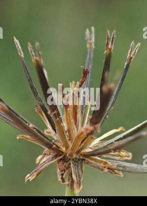 Pioli di ciabattino nativi (Glossocardia bidens) Plantae Foto Stock