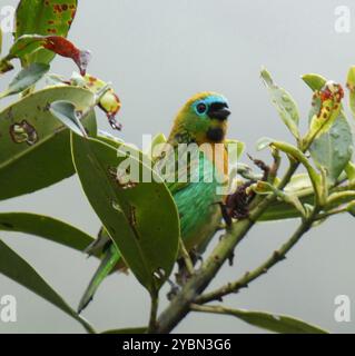 Tanager (Tangara desmaresti) Aves Foto Stock