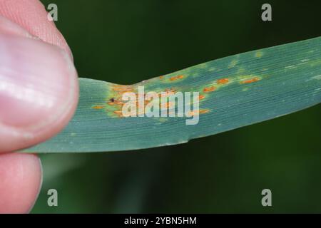 Marrone ruggine Puccinia hordei pustole di orzo con aloni distintivo Foto Stock