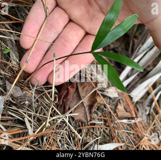 Coontie (Zamia integrifolia) Plantae Foto Stock