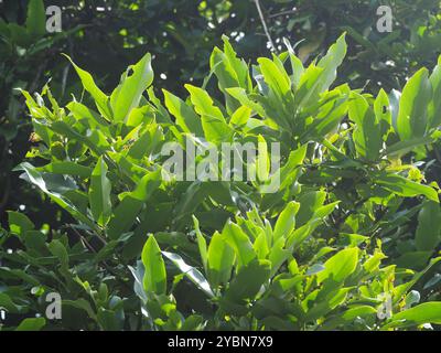 Burro di frutta (Diospyros blancoi) Plantae Foto Stock