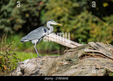 Un airone grigio (Ardea cinerea) si trova su un tronco di albero Foto Stock