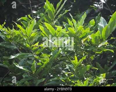 Burro di frutta (Diospyros blancoi) Plantae Foto Stock