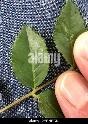 Rosa-cane glandolare (Rosa Square) Plantae Foto Stock