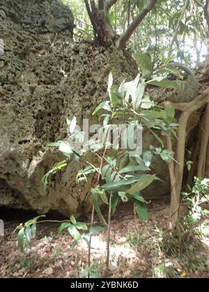 Burro di frutta (Diospyros blancoi) Plantae Foto Stock