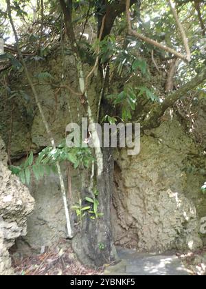 Burro di frutta (Diospyros blancoi) Plantae Foto Stock