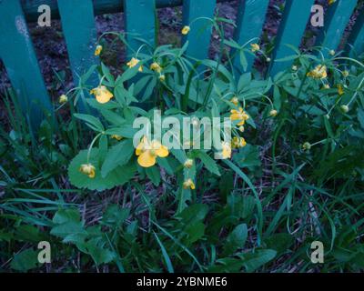 Kashubian Buttercups (Ranunculus cassubicus) Plantae Foto Stock