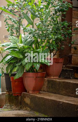 Lo Spathiphyllum Peace Lilly si è piantato in vaso e si è tenuto sul gradino di casa. Foto Stock