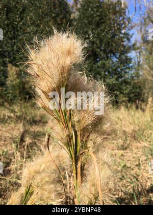 (Andropogon glomeratus) Plantae Foto Stock