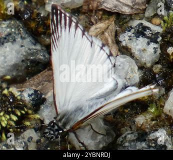 Insecta (Heliopetes arsalte) venato White-Skipper Foto Stock