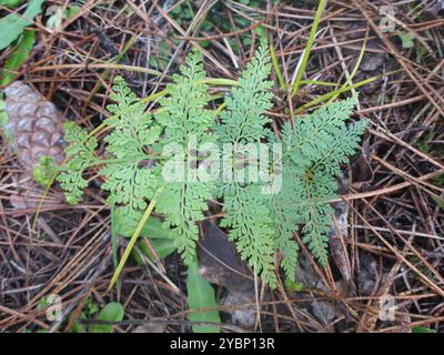 Felce dura (Paesia scaberula) Plantae Foto Stock