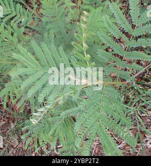 Piangere (Peltophorum africanum) Plantae Foto Stock