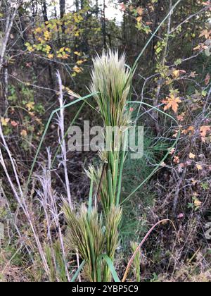 (Andropogon glomeratus) Plantae Foto Stock