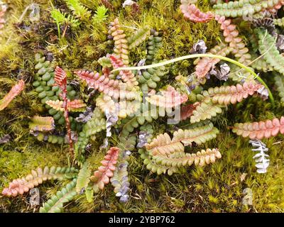 Piccola felce dura (Blechnum penna-marina) Plantae Foto Stock