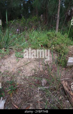 Orchidea della barba viola (Calochilus robertsonii) Plantae Foto Stock