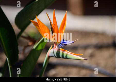 Uno splendido uccello di fiori paradisiaci mostra i suoi vibranti petali arancioni e blu in un giardino illuminato dal sole, circondato da lussureggianti vegetazioni che catturano la natura Foto Stock