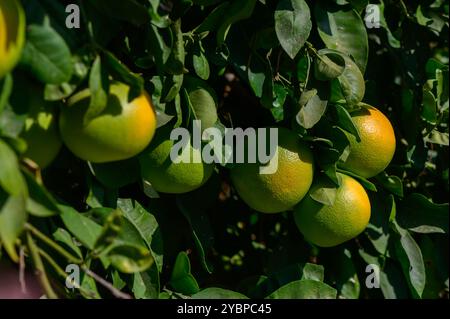 Un vivace albero d'arancio rivela grappoli di frutta verde in mezzo a un lussureggiante fogliame. La luce del sole filtra attraverso le foglie, creando un'atmosfera calda in questo pisello Foto Stock