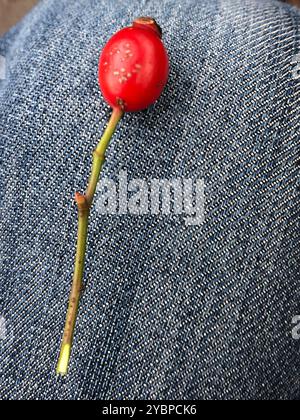 Rosa-cane glandolare (Rosa Square) Plantae Foto Stock