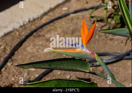 In un giardino illuminato dal sole, si erge alto un suggestivo uccello di fiori paradisiaci, con i suoi vivaci petali arancioni e blu che creano un accattivante contrasto con la terra Foto Stock