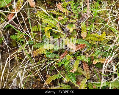 Piccola felce dura (Blechnum penna-marina) Plantae Foto Stock